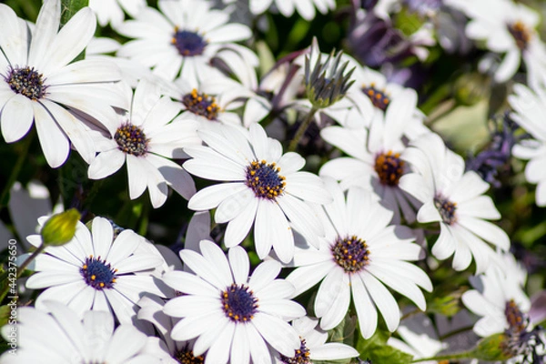 Obraz Close up of a number of African Daisies (Osteospermum).