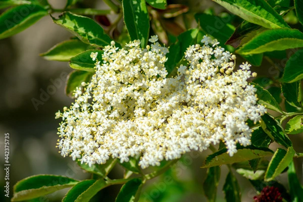 Obraz Close up of a French White (Viburnum Tinus) in full bloom set against lush green leaves on a sunny summer's day.