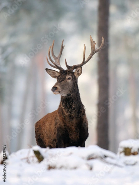 Obraz Rothirsch, Rotwild, Winter