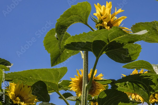 Obraz culture du tournesol