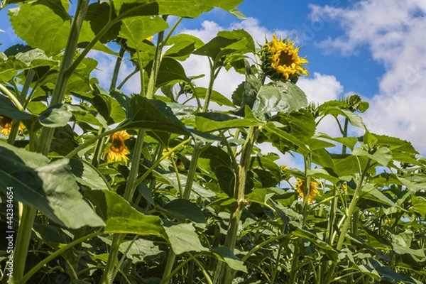 Obraz culture du tournesol