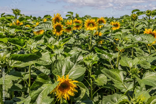 Obraz culture du tournesol