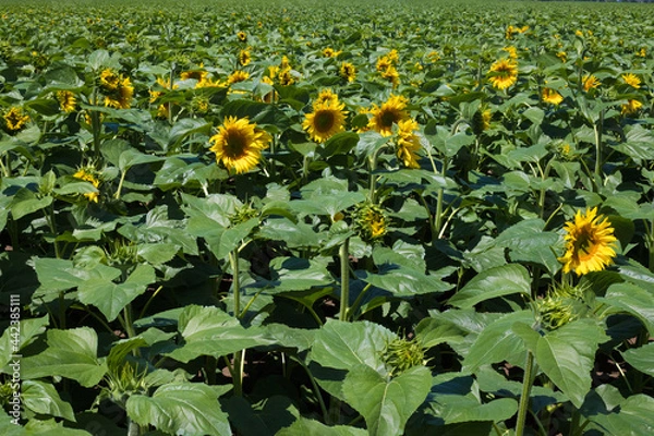 Obraz culture du tournesol