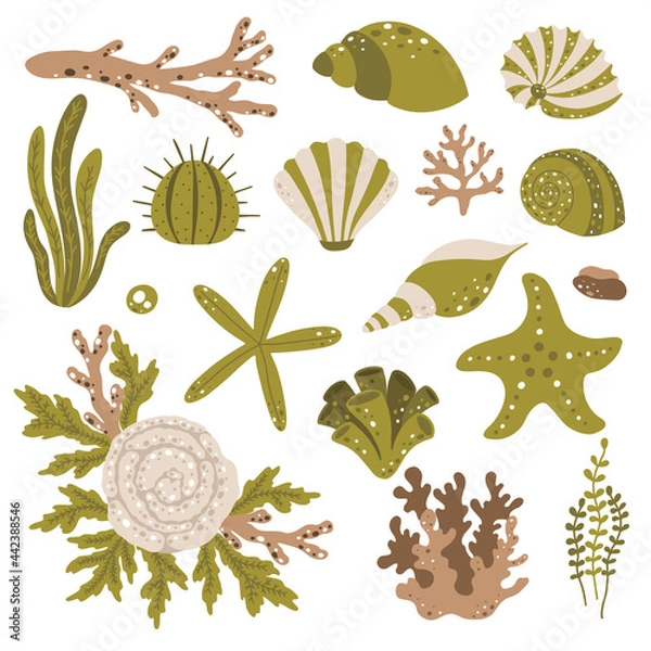 Obraz Set of marine plants and seashells in scandinavian style