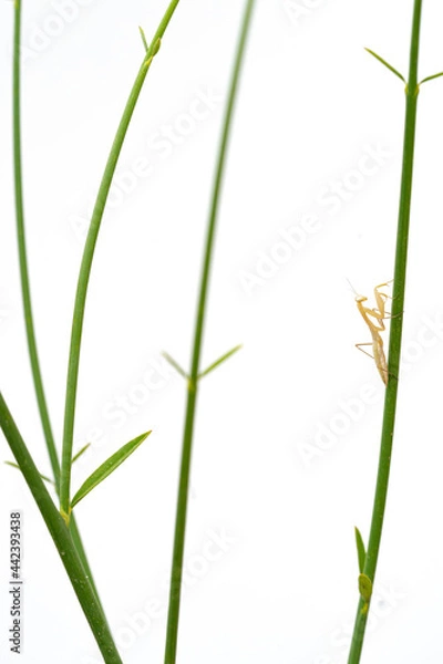 Obraz Baby mantis in high key 