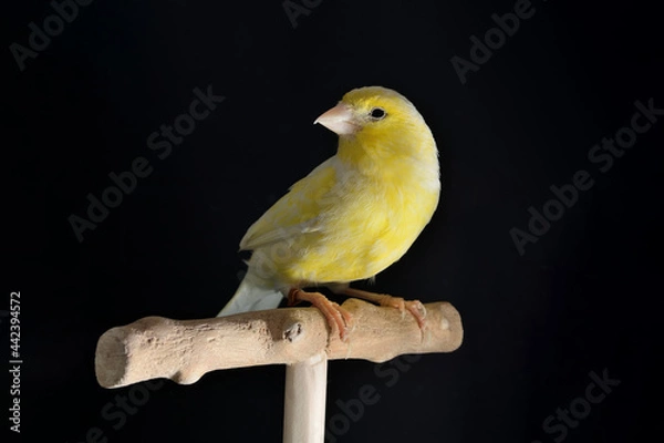 Fototapeta Portrait of yellow female canary stand on wooden perch isolated on black background with copy space. Bird shooting in a studio