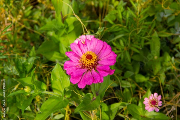 Obraz the beautiful flower is grown in the garden