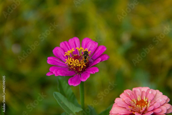 Obraz the beautiful flower is grown in the garden