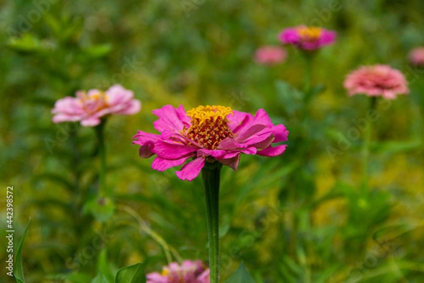 Obraz the beautiful flower is grown in the garden