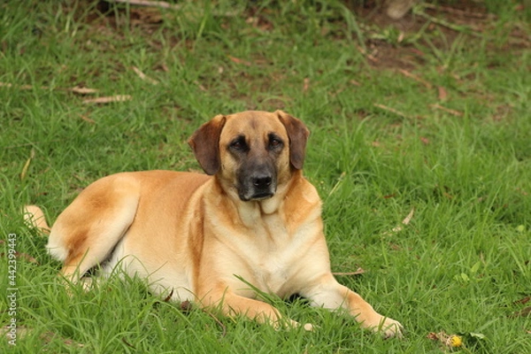 Obraz Perro Labrador pensativo
