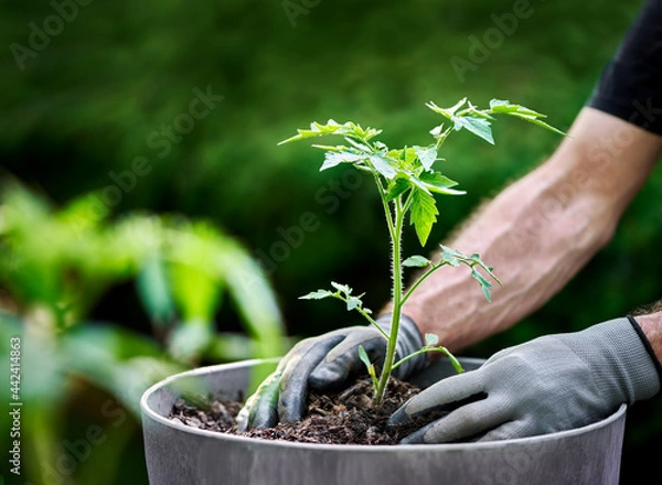 Obraz Hands transplanting tomato plant into a pot for a container garden.