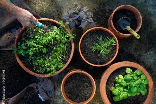 Obraz Overhead view of hand with hose watering freshly planted herbs growing in container garden pots