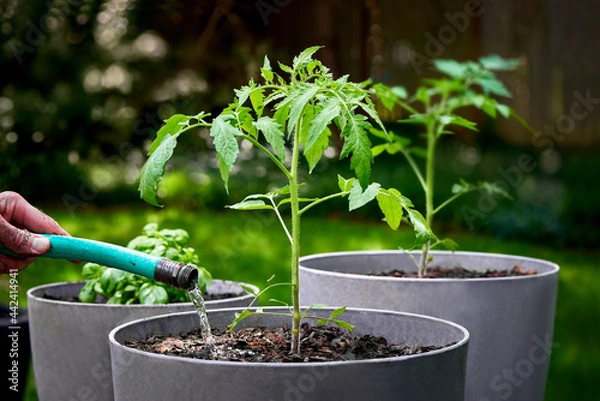 Obraz Watering newly planted tomatoes and potted basil growing in a container garden