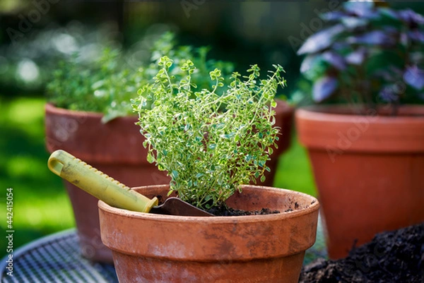 Obraz Newly planted marjoram herb in container garden with basil and thyme background