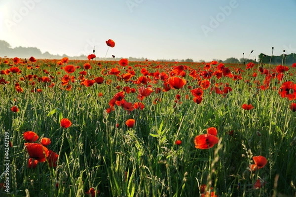 Obraz Mohnblüte in Schleswig Holstein