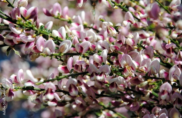 Fototapeta Flowering branches with many pink and purple flowers on a cultivar of common or Scotch or English broom  (Cytisus scoparius)