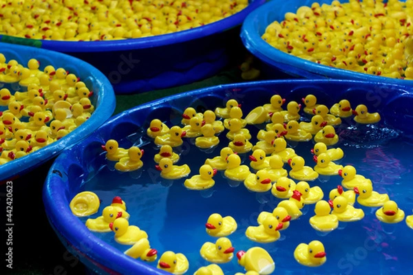 Obraz Numerous  blue kiddie pools full of yellow rubber ducks at carnival or amusement park.