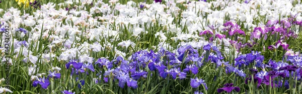 Fototapeta バナーサイズに切り抜いた花菖蒲画像