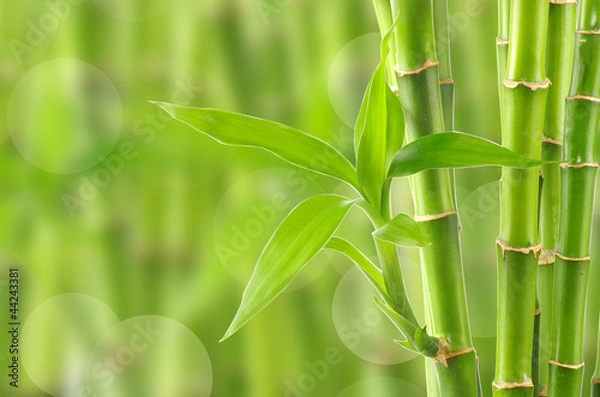 Fototapeta bamboo