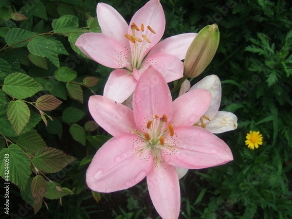 Fototapeta ピンクの花