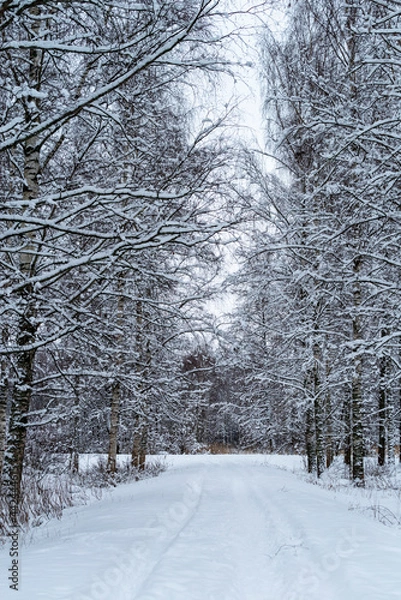 Obraz Snow covered trees