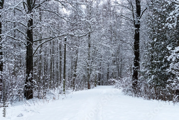 Obraz Winter wonderland