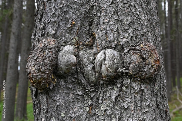 Fototapeta burls on lodgepole pine tree trunk 