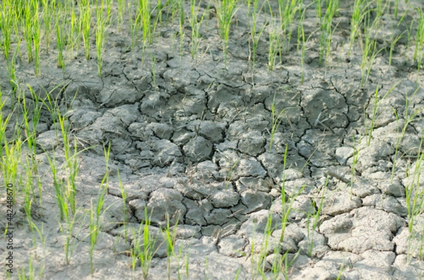 Obraz Drought.Rice fields and drought.Rice plants waiting for water.Plants waiting for water.background.Rice fields in Thailand.