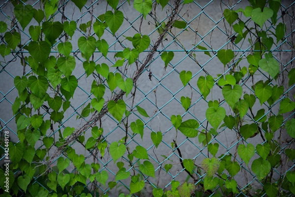 Fototapeta 金網に絡まった緑色の葉