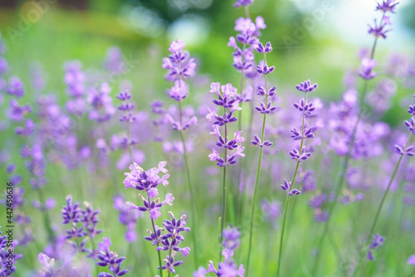 Fototapeta ラベンダーの花/イングリッシュラベンダーのアップ/ハーブガーデン