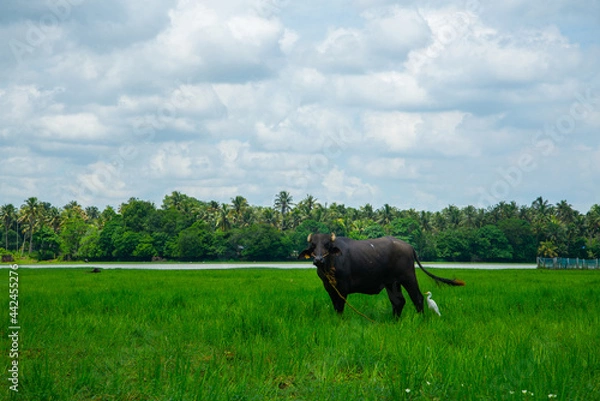 Obraz Buffalo stand on the green rice seedlings in a paddy field with beautiful sky and cloud, Green grass field under blue sky and white clouds during daytime photo,Little white egret stands with buffalo l