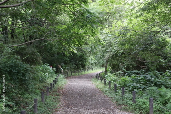 Obraz path in the woods