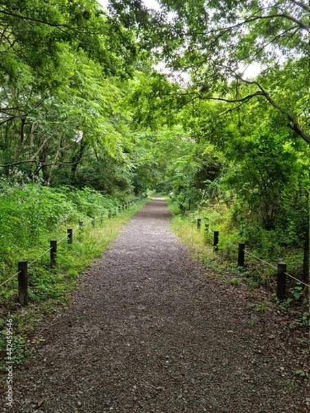 Obraz path in the forest