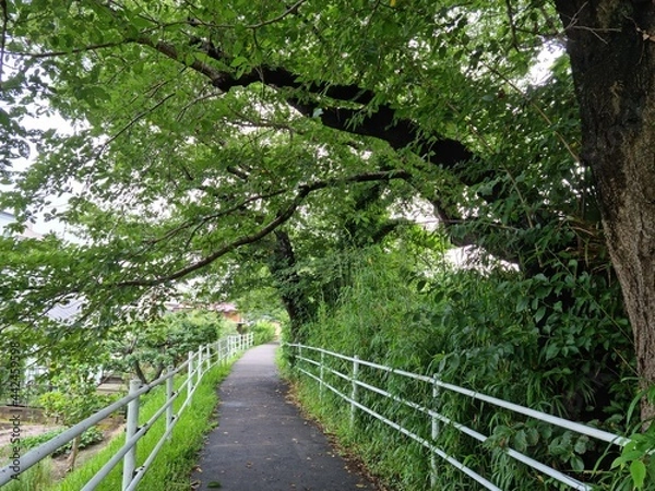 Obraz path in the forest