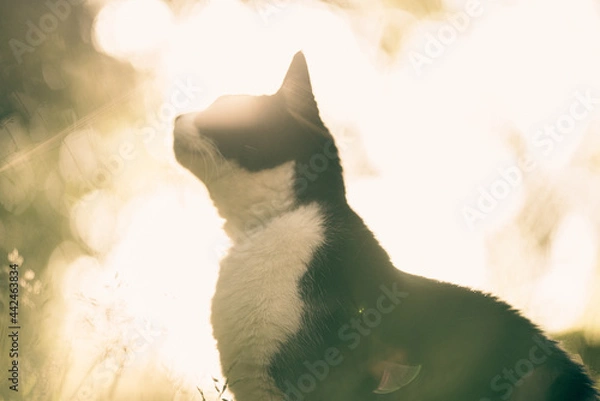 Obraz Cat in the sun