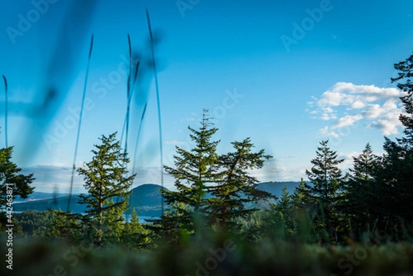 Obraz trees in the forest