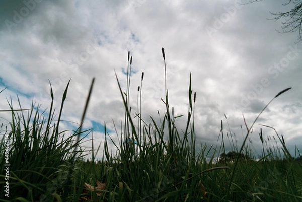 Obraz grass and clouds