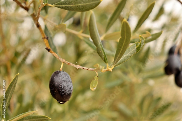 Fototapeta detail of olive hanging on olive branch. Ripe fruit ready for harvest
