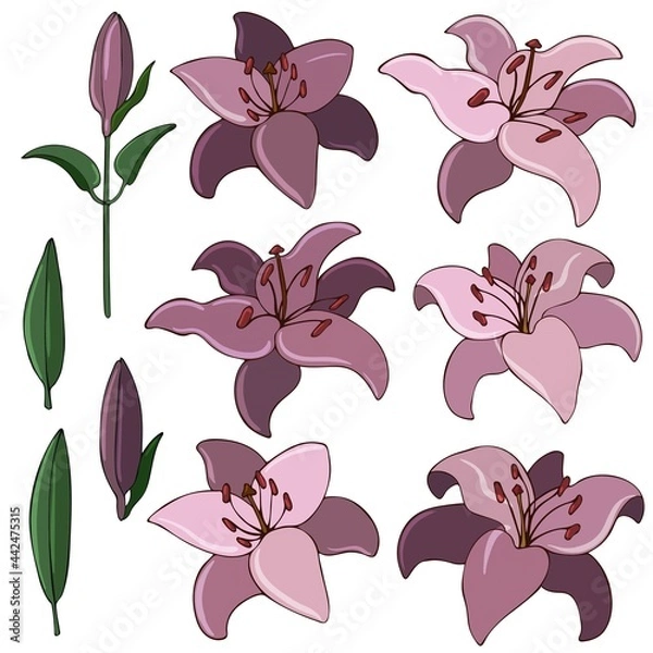 Fototapeta Collection of image of flowers and buds of lilies. Vector illustration colored in flat style. Floral Design Element for Wedding Invitations, Wrappers, Greeting Cards.