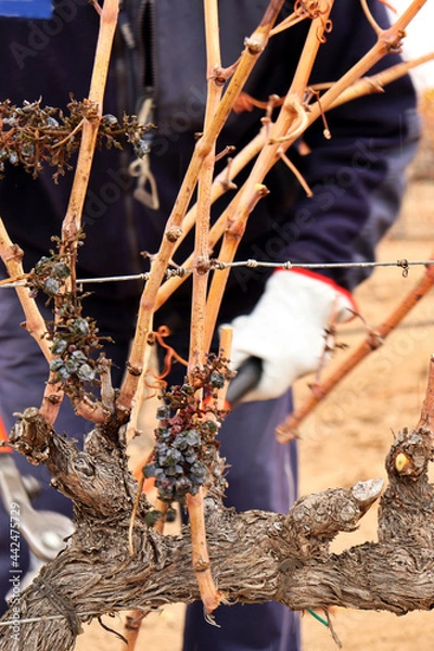 Fototapeta viticulturist pruning vine shoots in winter. agriculture and viticulture for the production of red wine