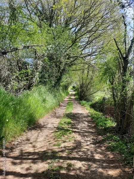 Obraz Chemin de campagne