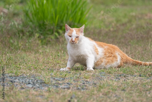 Obraz くつろぐ猫　茶白猫