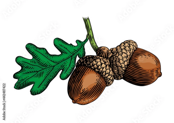 Obraz Acorn with leaf