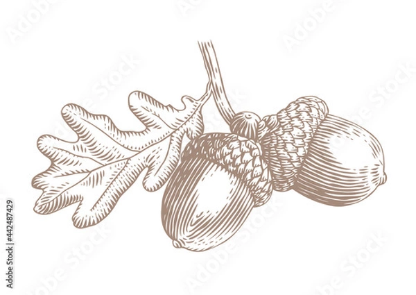 Obraz Acorn with leaf
