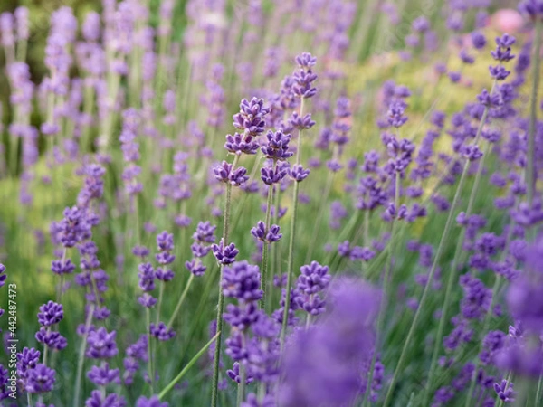 Fototapeta Soft focus on lavender flowers.
