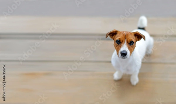 Fototapeta Dog jack russell on a neutral beige background. Top view . Terrier with an attentive gaze. Selective focus. The dog has a white body and a red head. Space for text
