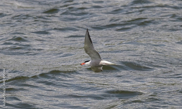 Obraz Küstenseeschwalbe (Sterna paradisaea)