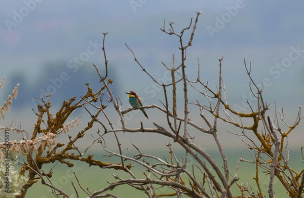 Obraz Bienenfresser (Merops apiaster)