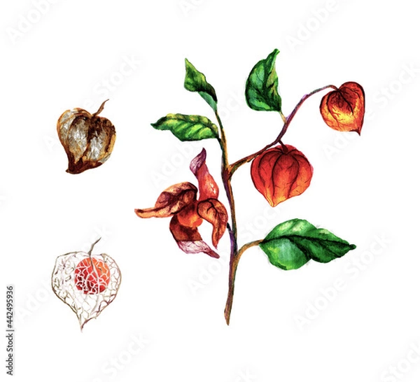 Obraz Hand painted isolated branch with fresh ripe red yellow honey berry physalis