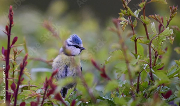 Obraz Blaumeise (Cyanistes caeruleus)